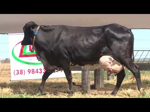 LOTE 28   LEILÃO GRUPO LÍDER   0997B