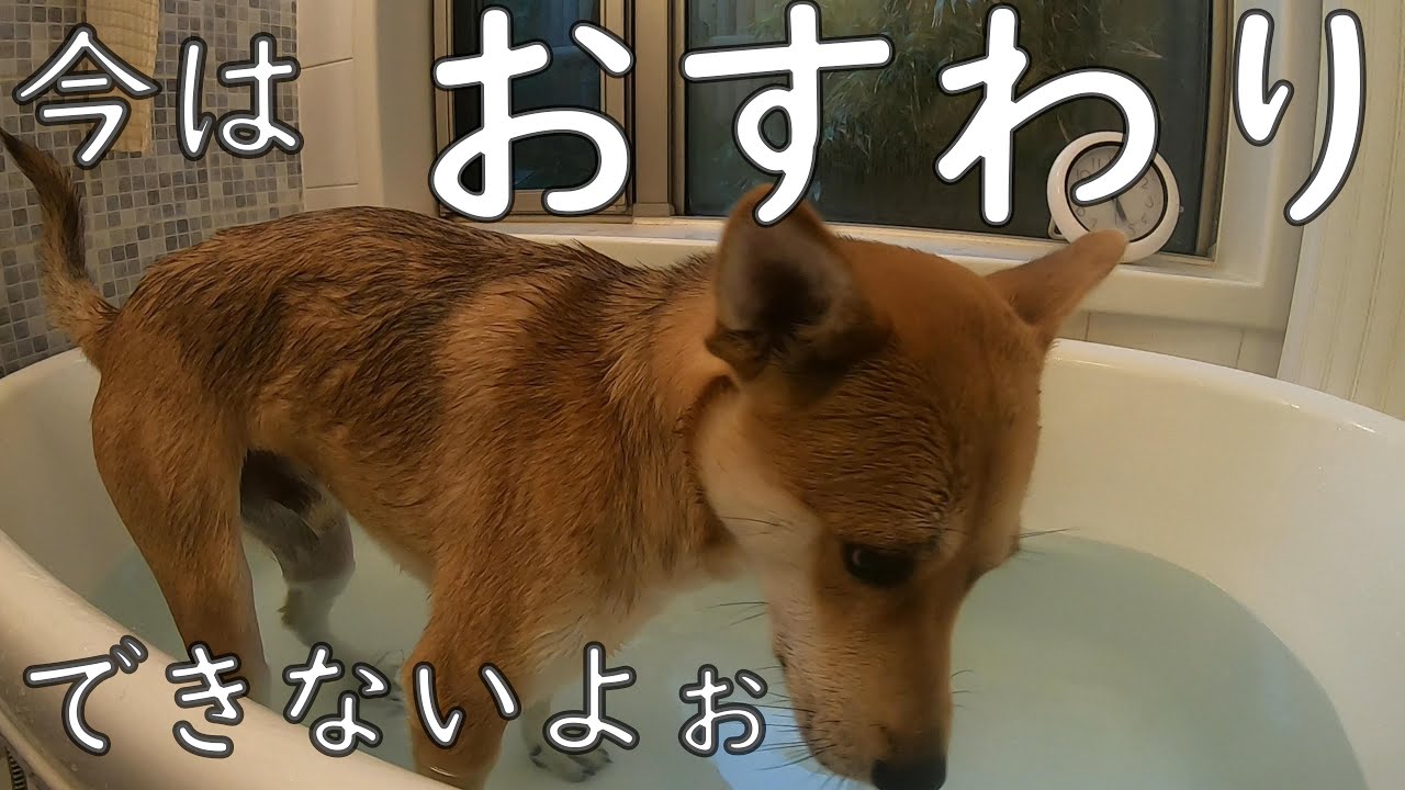 初めての湯船で おすわり といわれたら 出来なくて申し訳なさそうな顔をしてました Youtube