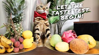 Cat Taste Test Cat Reviews Different Types Of Fruits Funny Reaction Video Themingmingco.