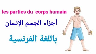 تعلم اللغة الفرنسية (21) : les parties du  corps humain أجزاء الجسم الإنسان
