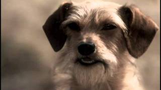 Bryan Animal Center - Ditched