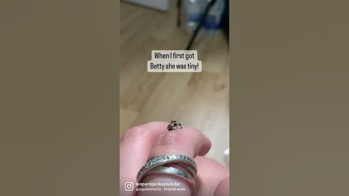 Adorable Little Jumping Spider Has Got Big! #shorts
