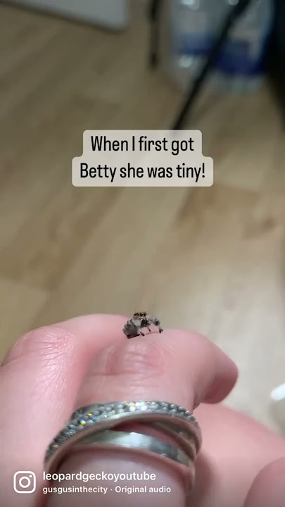 Adorable Little Jumping Spider Has Got Big! #shorts