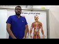 مرض النقرس والحجامة