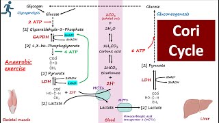 Cori Cycle | Lactic acid Metabolism | Glucose-Lactate Cycle | Importance of Cori Cycle | Metabolism