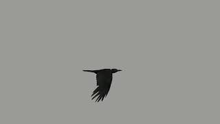 Carrion Crow Black