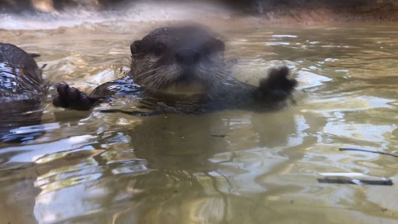 Swimming with Otters!!! YouTube