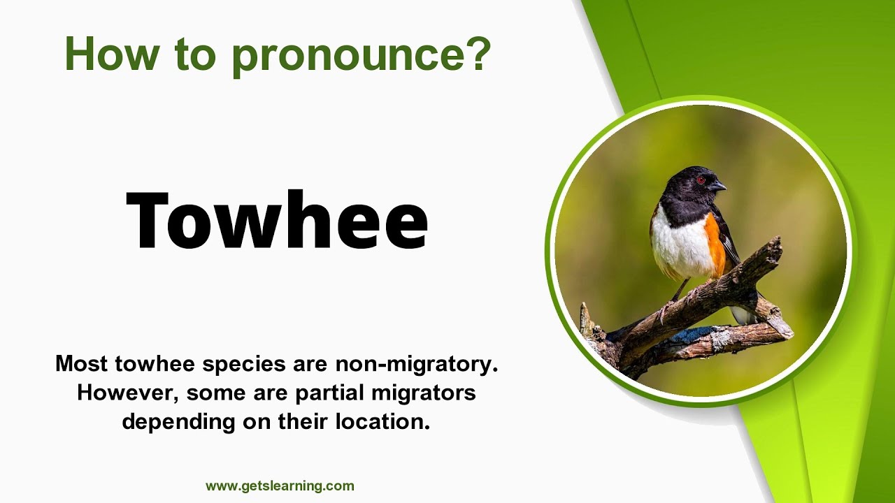 How to pronounce Towhee in English correctly YouTube