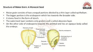 2. Dicot and Monocot Seeds