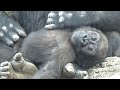 4ヶ月ぶり！モモタロウの妹、赤ちゃんゴリラのスモモに再会⭐️Gorilla【京都市動物園】Kintaro&#39;s aunt! I met Sumomo the baby gorilla again.