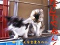 すまない テ・ジナ  ネコカラ 唄:八代千若
