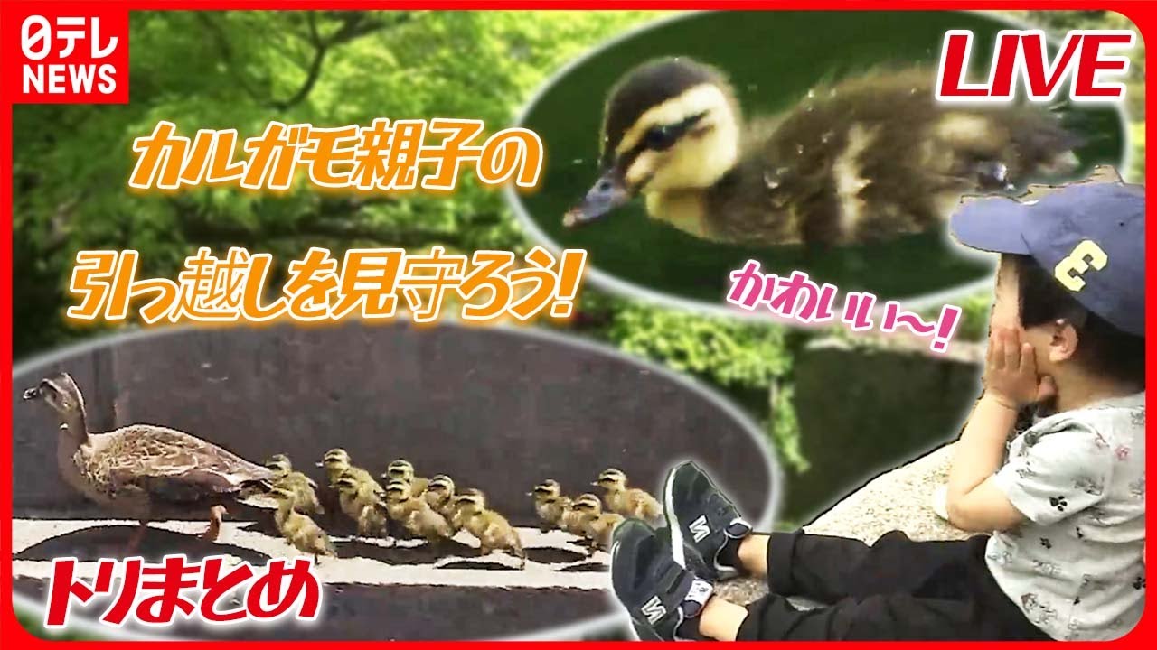 トリまとめ】カルガモ親子“引っ越し大作戦”/ 動かない鳥 ハシビロコウ