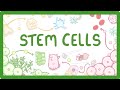 Gcse biology  what are stem cells difference between embryonic and adult stem cells 11