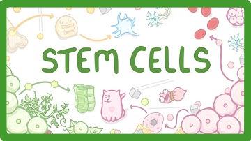 GCSE Biology - What are Stem Cells? Difference Between Embryonic and Adult Stem Cells