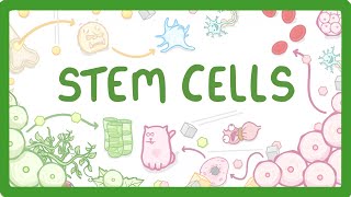 GCSE Biology - What are Stem Cells? Difference Between Embryonic and Adult Stem Cells #11