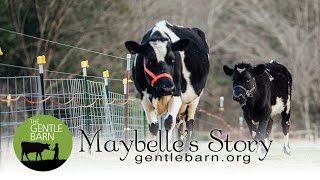 Maybelle's Story
