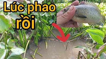 Đi câu cá rô đồng điểm mới con kênh lục Bình: cuộc sống cô đơn#fishing