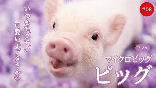 かわいい子ブタたち #08 Pig（MicroPig） - YouTube
