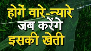 Farmers should cultivate broom, there will be good profit. Broom Grass | Tiger Grass screenshot 2