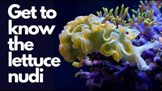 In 4K HD .. The Lettuce Nudibranch (Tridachia crispata) ... destroy the hair algae in your Reef Tank