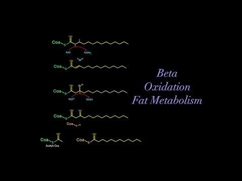 Beta Oxidation and