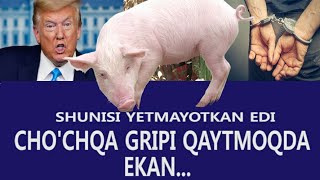 CHO'CHQA GRIPI QAYTMOQDA. ENDI SHU YETMAY TUROVDI