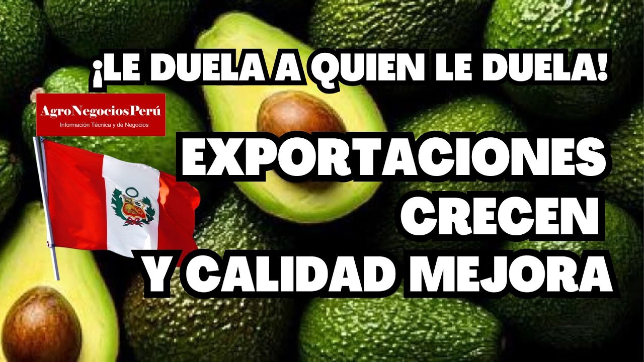 Supermercados en EE.UU están prefiriendo la palta peruana y exportaciones a ese país crecen 50%