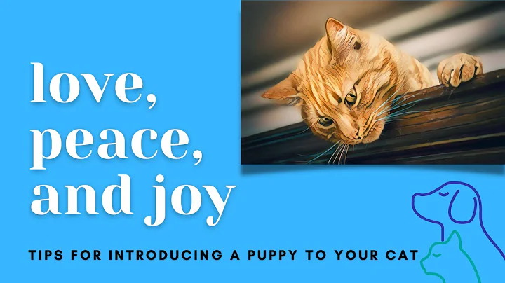 How to Introduce Your Cat to a New Puppy: 5 Simple Steps