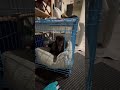 Our 15 year old senior friend came for a visit