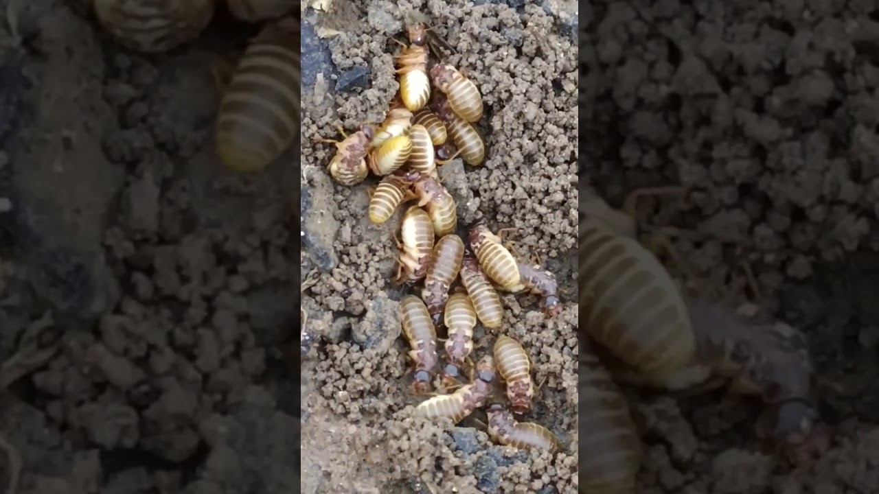 Nuptial flight in termites