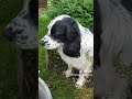 Все под контролем Like собака 歌ってもらった Comedymemes топ Como Funnymemes Все под контролем Like собака 歌ってもらった Comedymemes топ Como Funnymemes