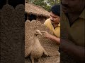 6 घंटे की मेहनत से मिट्टी का मोर 😲🔥 गरीब कलाकार का कमाल | Peacock Clay Art 🦚