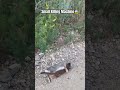 Long tailed weasel lugging a kill twice its size😱 #animals #wildlife #nature #shorts #whitetail #yt