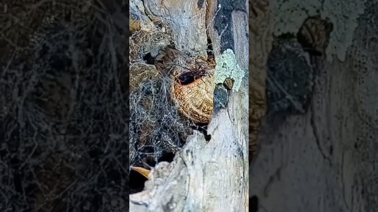 O ataque da Filistata insidiatrix! 