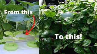 Easiest Gardening Method Ever!  DIY Hydroponics