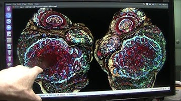 How do Soft Tissue Fossils Preserve