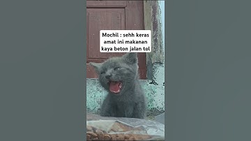 Thumbnail of Breakfast, : ) #cat #ukulele #song #funny