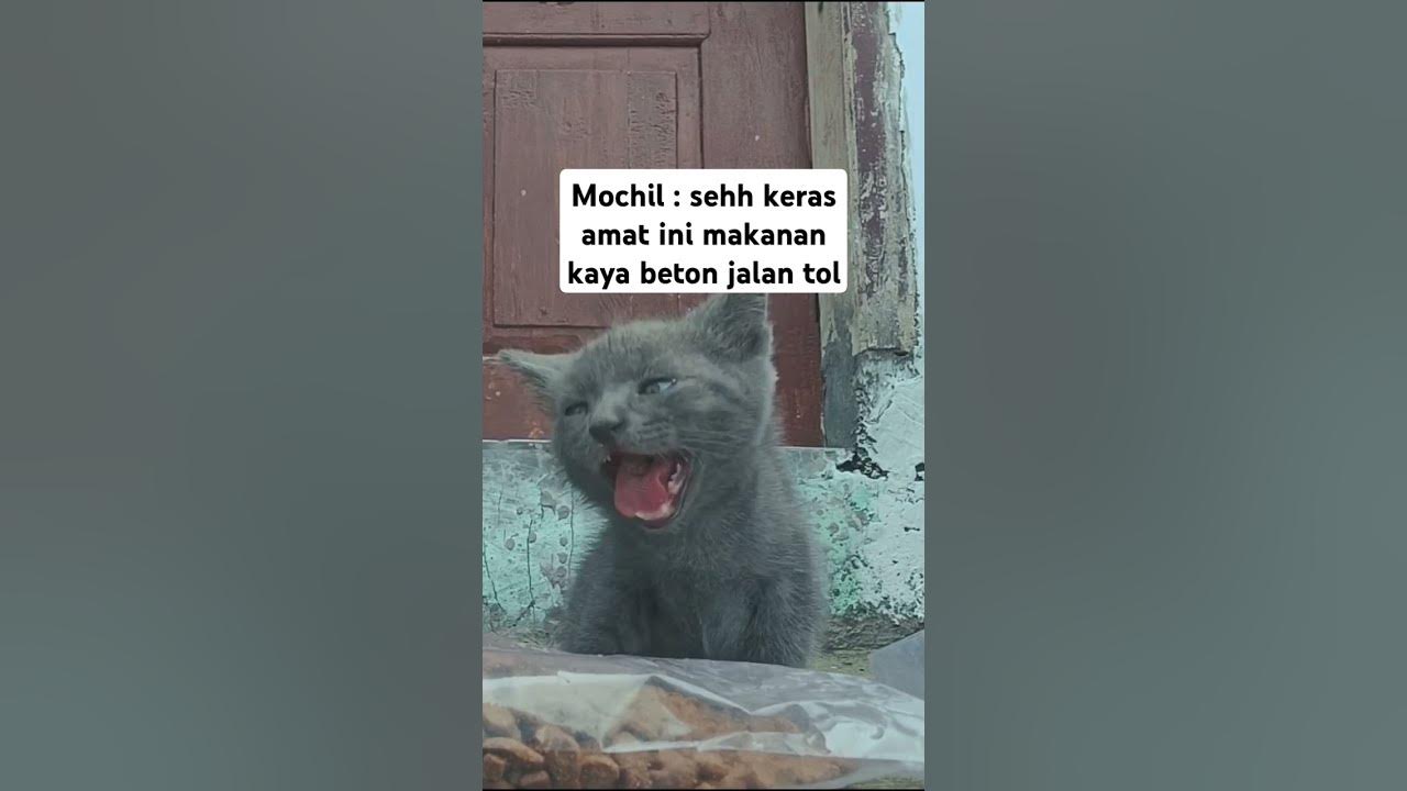 Breakfast, : ) #cat #ukulele #song #funny