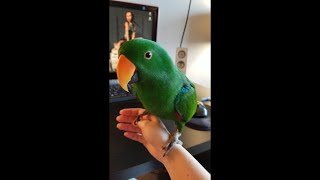 Eclectus Parrot Play Fighting & Says 