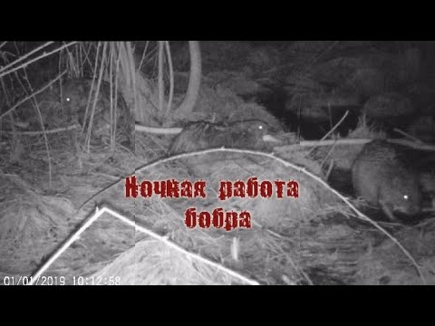 Video: Ako sa bobry pária?