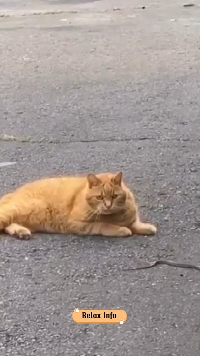 Mainan Kucing Oren Barbar | Story Wa 30 Detik Kucing #Shorts #Kucingorenbarbar