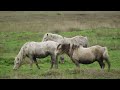 Learning Through Layers: The Importance of Animal Anatomy Studies