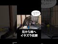 イタズラ伝授？ #ショート #shorts #ねこ #猫 #ねこ動画#cat #かわいい猫 ＃世界中の猫ちゃんわんちゃんが幸せに暮らせますように