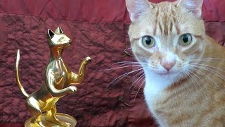 If Your Cats Won Movie Awards!