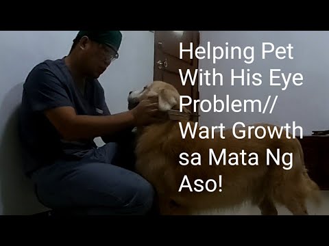 Helping This Pet With His Eye Problem//Wart Growth Sa Mata Ng Aso.