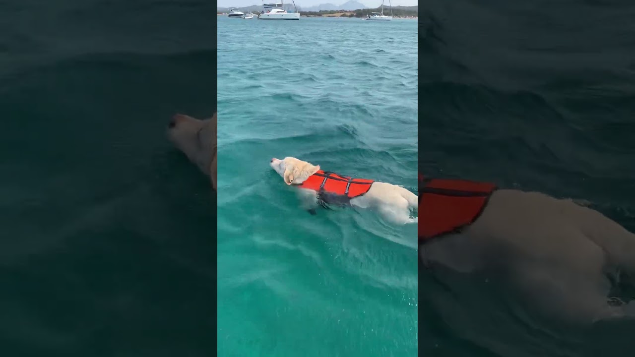 🏴‍☠️Pirate dog 🐶                       