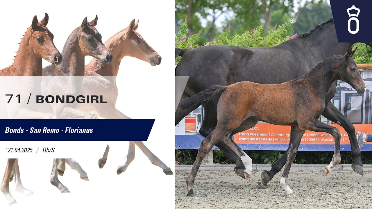 Bondgirl by Bonds / San Remo | HORSE24
