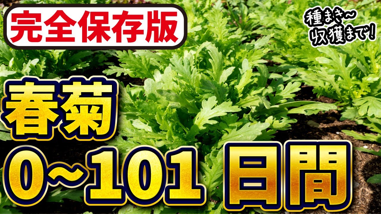 【春菊】土づくり・種まき〜収穫までの101日間【家庭菜園】