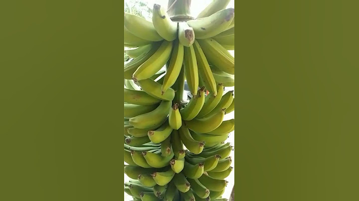cacho de banana gigante com 50kilos