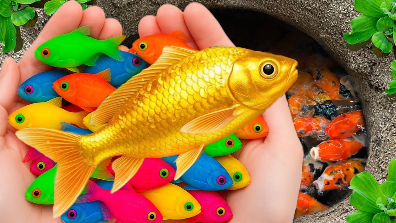 Поймайте красивых аквариумных рыбок в небольшом пруду: маленьких черепашек, угрей, карпов кои, ка...
